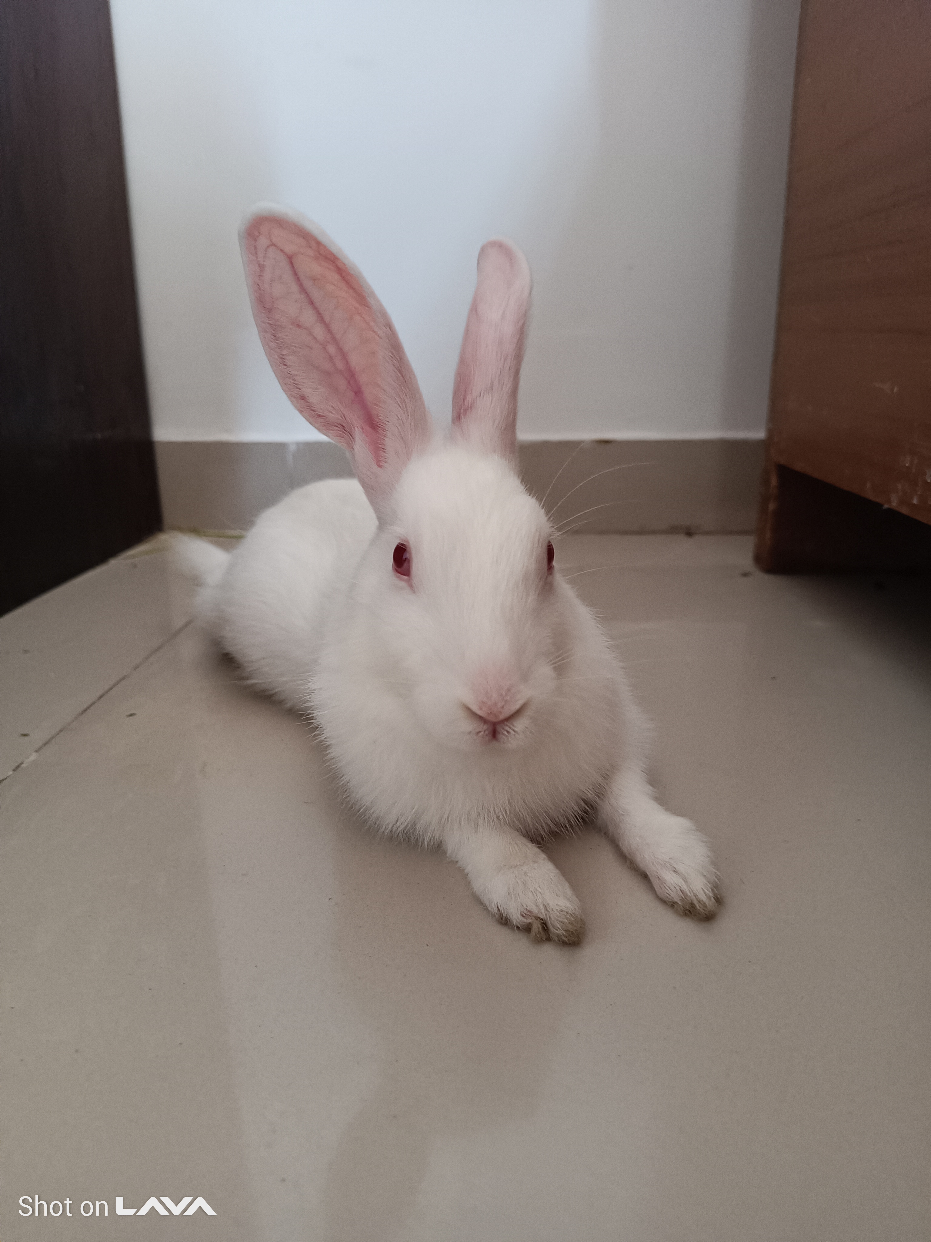 Adopt a Pet in India – Dogs, Cats & More Available for Adoption | Kukuram